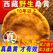 Buy 2 get 1 Phellinus The effect of Tibet wild Mulberry Mulberry Phellinus yellow Chinese medicine wild Special Grade non 500g