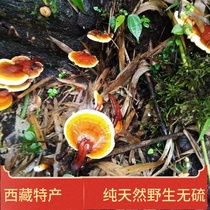 250g Tibet deep mountains wild Phnom Penh Ganoderma lucidum whole non-purple Ganoderma chip red Ganoderma lucidum powder non 500g black and white Ganoderma lucidum