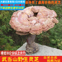 Shennongjia wild Ganoderma lucidum whole Wudang Mountain Linzhi farmhouse red Ganoderma lucidum 250g wild Ganoderma slices