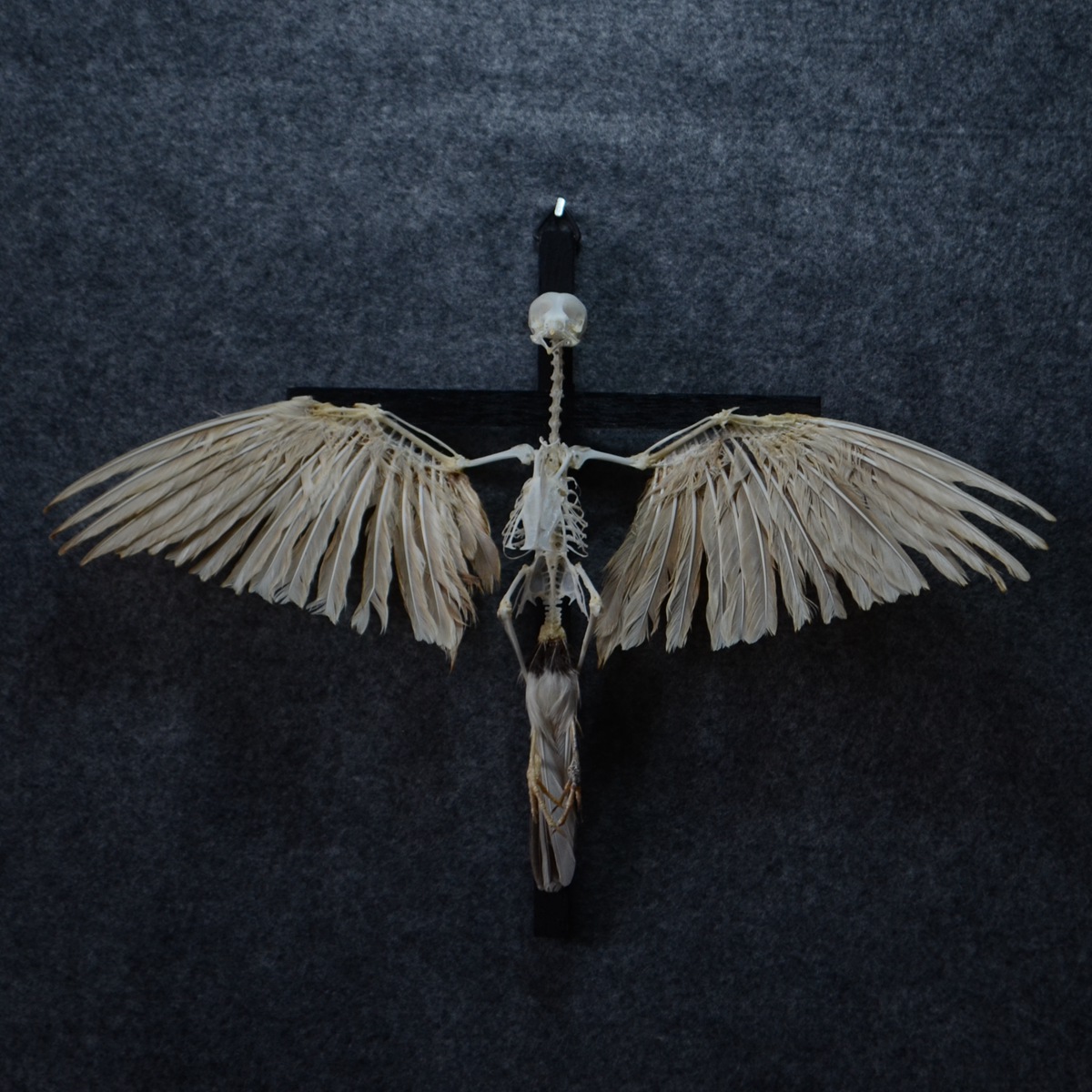 自由的骨头点评 购物评价