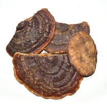 Friends of Purple Snow Ganoderma lucidum Yunnan Wild Ganoderma lucidum 500g