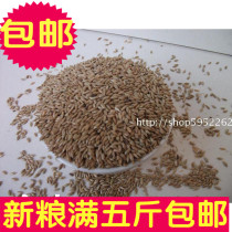 Ghana Lizi white tip millet oil tip Millet Bird food hamster feed 500g Full 5kg