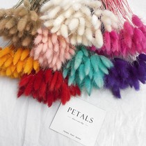 Color rabbit tail grass dry flower bouquet home decoration ornaments natural dog tail grass real Flower Forest art flower arrangement