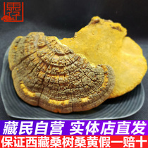 (15 years wild)Tibet wild mulberry mulberry yellow Ganoderma lucidum Wild Nyingchi whole flower 250g grams and half catty
