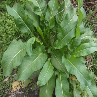新鲜羊蹄草 羊蹄根 土大黄 牛耳大黄 野大黄 野生药材 多省包邮