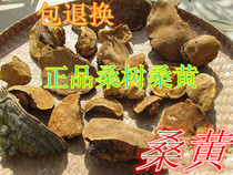 500g of wild Ganoderma lucidum from Phellinus Mulberry