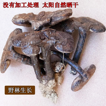 Whole branch Ganoderma lucidum semi-wild purple Ganoderma lucidum natural purple lucidum linderia linderma lucidum