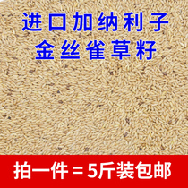 Ghana Lizi imported Parrot bird food feed oil tip millet white tip millet grass seed bird grain 5kg
