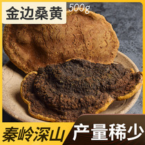 Uncle Baicao Wild Phellinus Umus Mulberry Sanghuang Qinling Wild Phellinus 500g New