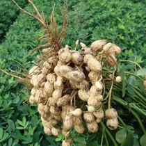 In 2021 Zhejiang Shaoxing farmers planted fresh sand peanuts in the countryside.