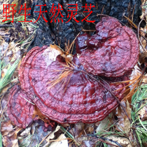 Dabie Mountain pure wild Ganoderma lucidum wild pruning Ganoderma lucidum deep mountain Linzhi self-picking Ganoderma lucidum can cut powder