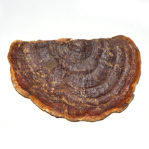 Cangshan Ganoderma lucidum Cangshan Ganoderma lucidum 500g