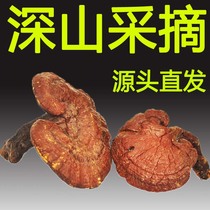 (Tmall Baozheng) Mountain Zi love Changbai Mountain Wild Ganoderma lucidum Luyangzhi Luyangzhi small 250g dry products