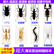 Real resin insect specimen true worm beetle Spider stag armor scorpion scorpion centipede crab amber specimen ornaments