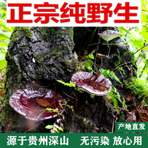 Guizhou deep mountain pure wild Ganoderma lucidum Purple Ganoderma lucidum Black Ganoderma lucidum authentic Nyingchi whole flower premium 250g dry new goods