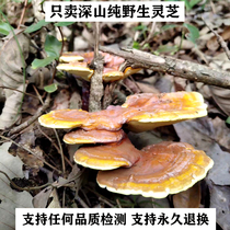 Guizhou pure wild red Ganoderma lucidum whole Linzhi a catty of red Ganoderma lucidum sliced dry goods 500g sparkling wine natural authentic