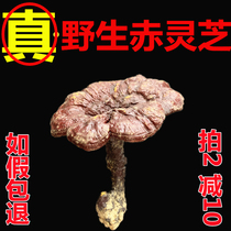 Wild Ganoderma lucidum dry goods Changbai Mountain Wild Ganoderma lucidum non-Tibetan wild Ganoderma lucidum 250g Ganoderma tablets
