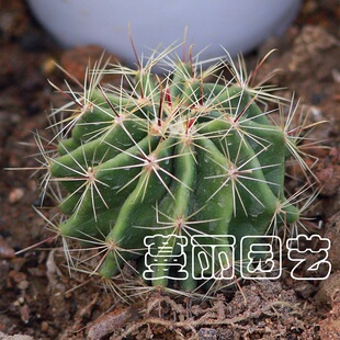 仙人球 左旋右旋(龙王球) 防辐射 迷你植物 3cm 实生球