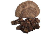 Flat cover tree tongue wild Ganoderma lucidum wild flat cover Ganoderma lucidum large wild tree tongue flat cover Ganoderma lucidum physical store
