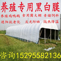 Thickened black and white film sun shading heat insulation cooling chicken and duck breeding greenhouses greenhouses green and white films