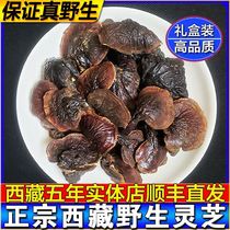 Ganoderma lucidum wild dry goods Tibet red Ganoderma lucidum Linzhi wild Ganoderma lucidum purple Ganoderma lucidum