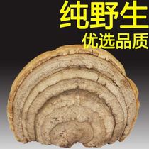 (Source Baozheng) Wild Ganoderma lucidum Wild Wood hooves layer pore fungus Wood hoof Ganoderma lucidum slices dry products