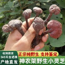 Shennongjia pure wild small Ganoderma lucidum wild pruning Ganoderma lucidum deep mountain Linzhi fungus can slice Toner 250g