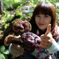 Nyingchi pure wild Ganoderma lucidum pruning natural Changbai Mountain Ganoderma lucidum deep mountain five-color Ganoderma lucidum sliced powder