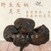 Wild anti-handle Ganoderma lucidum Wild Ganoderma lucidum natural wild purple Ganoderma lucidum whole soup can be sliced wine Ganoderma lucidum