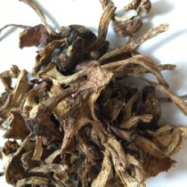Wild medicinal fungus wild lilac mushroom wild lilac mushroom wild clove mushroom can be medically eaten 500g