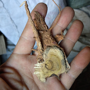 新货老桑树根 桑根 桑葚根 酸梅根 蚕叶根500g纯根切片带芯煲汤料