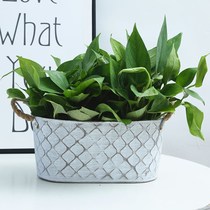 American living room green plant pot balcony flower vegetable planting pot retro iron pot Oval large iron pot