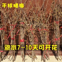Natural dried branches wintersweet soaked in water flowering water nourishing dried branches of magnolia fresh cut branches silver willow dried flower table decoration