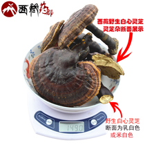 Tibetan wild ganoderma lucidum white ganoderma 100g wild ganoderma slices red ganoderma Linzhi Yunnan