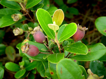 香婆子 单方精油系列 桃金娘 myrtle 10ml