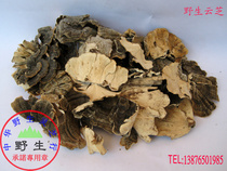 Pure Wild Ganoderma Lucidum (Yunzhi Boutique) Wild Promise Shipped from Wuzhishan District