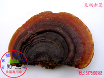 Pure wild Ganoderma lucidum (sessile red lucidum premium) wild promise Shipped from Wuzhishan origin