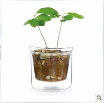 Special transparent glass flowerpot water storage type double-layer hydroponic mini flowerpot spike