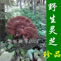 Wild Ganoderma lucidum Northeast Changbai Mountain wild red lucidum purple ganoderma spore powder pure wild ganoderma 100g