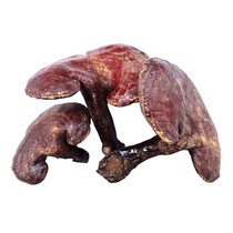 Ganoderma lucidum Tibet wild red Ganoderma lucidum 255g can be sliced powder wine tea soup non-spore powder