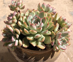 多肉植物荷花老桩群生造型桩一物一拍