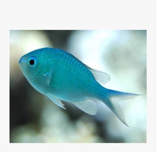 青魔鱼活体海水生物观赏鱼 水族产品群游海水鱼热带海洋生物青么