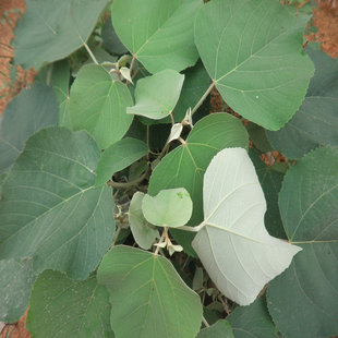 白背叶根500g新鲜现采野生白膜叶野芙蓉野桐叶下白白朴树特价图片