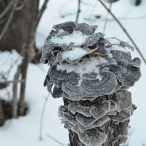 (Place of origin straight hair)Changbai Mountain wild Yunzhi Deep Mountain pruning Ganoderma Lucidum slices Yunzhi Mushroom Linzhi 500g