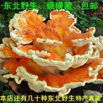 Wild fungus Sulfur fungus Tree chicken mushroom Northeast wild Ganoderma lucidum sulfur hole fungus 500g