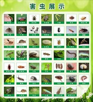 M769 Encyclopedia of Life Pests and Insects Show Worms Leaves Animals Pictures 1204 Posters Custom Printed Display Boards
