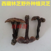  Tibet Nyingchi plateau grown ganoderma lucidum 250 grams a bitter taste