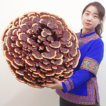 Red Ganoderma lucidum semi-wild Ganoderma lucidum large Ganoderma lucidum ornamental Ganoderma lucidum flower bonsai extra large pruned safflower Ganoderma lucidum