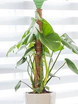 Coconut Poles Plant Cages Climbing Pole Moss Stick Coir