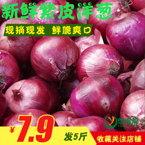Fresh, expensive, fresh, purple skin, onion, vegetable, onion, red onion, farmhouse, purple skin, onion, 5 jin, parcel post